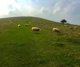 hill with sheep